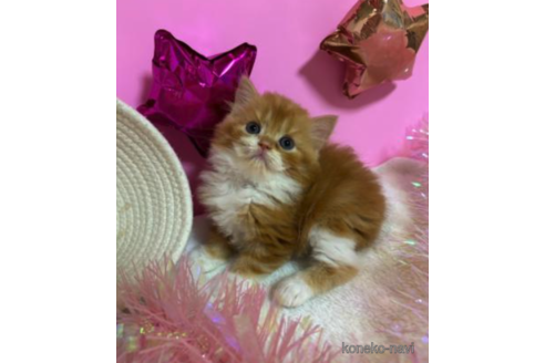 成約済の大阪府のスコティッシュフォールド-68357の4枚目